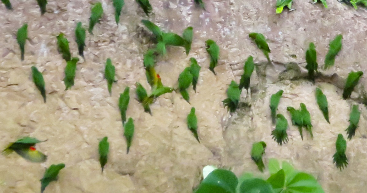 White-eyed Parakeet - ML646090141