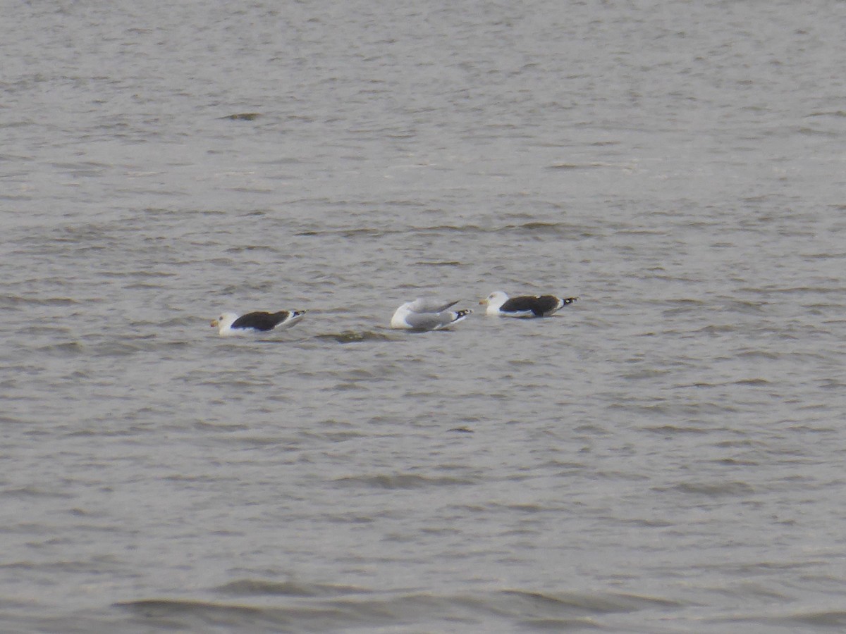 Zafferano - ML646090143