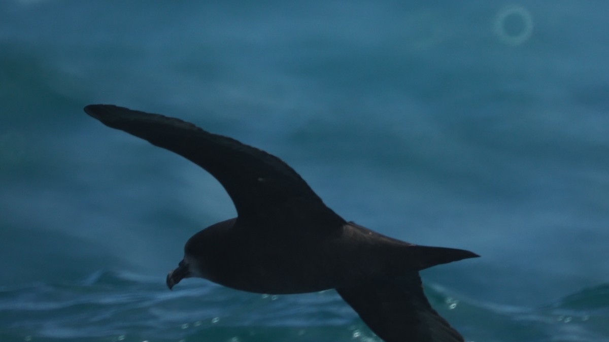 Kara Fırtınakuşu - ML646090145