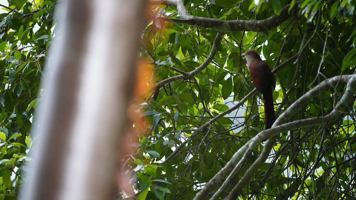 Common Squirrel-Cuckoo - ML646090146