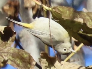 Virginia's Warbler - ML646090150