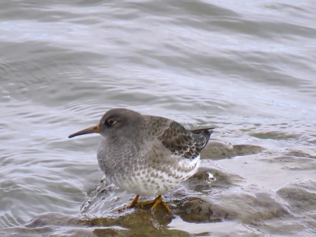 Purple Sandpiper - ML646090159