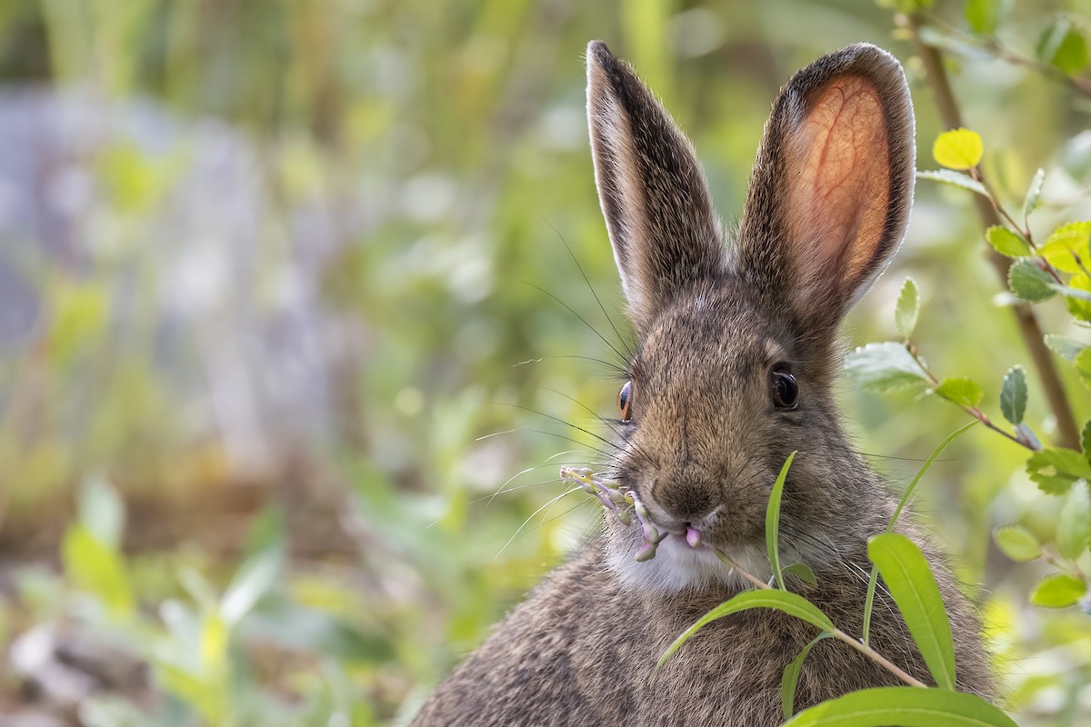 Snowshoe Hare - ML646090160