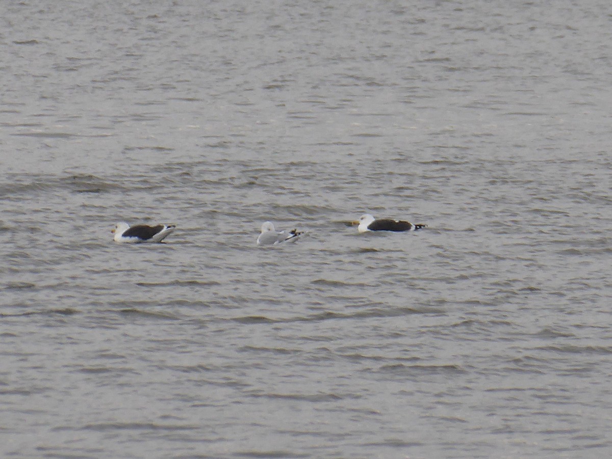 Zafferano - ML646090161