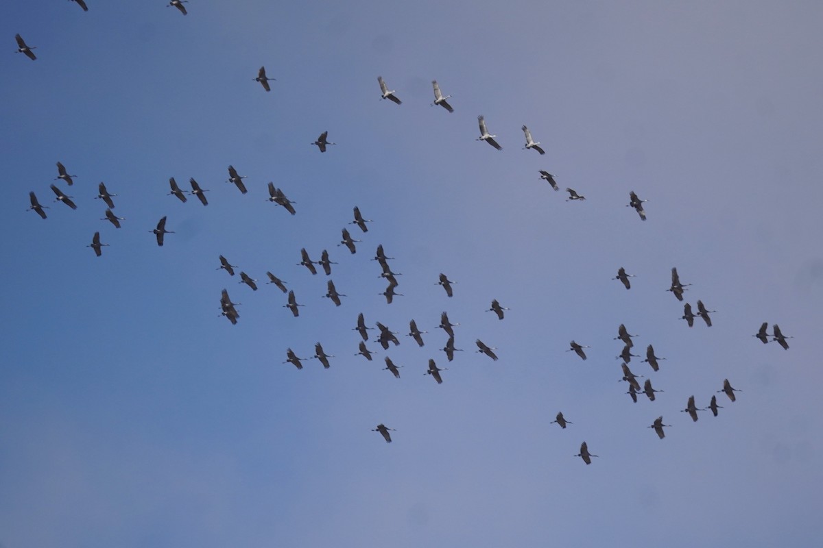 Sandhill Crane - ML646090174