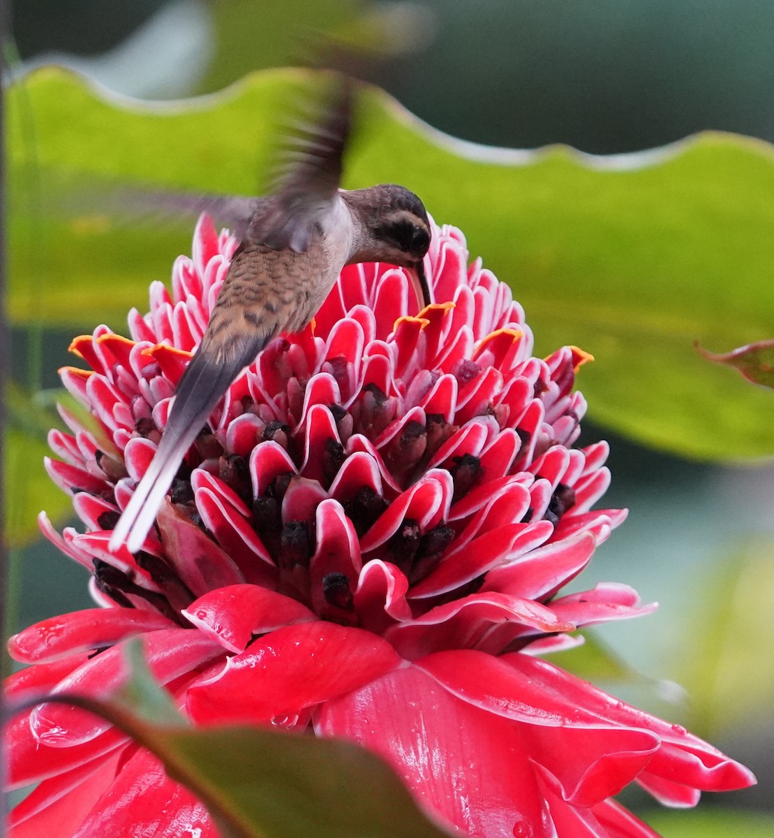 Long-billed Hermit - ML646090175