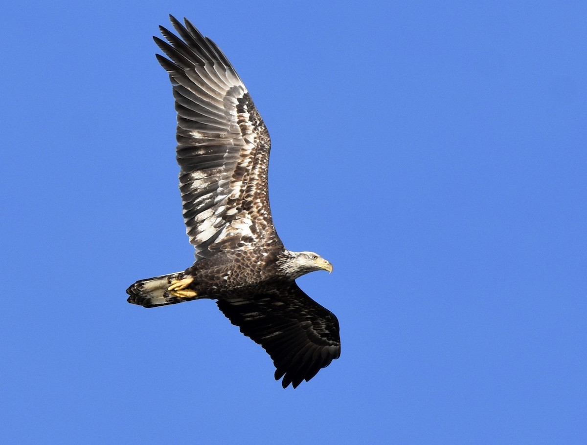 Bald Eagle - ML646090177