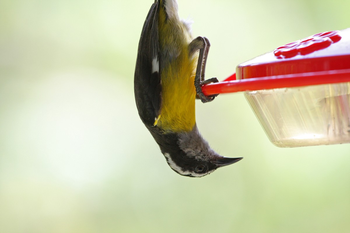Sucrier à ventre jaune - ML646090178