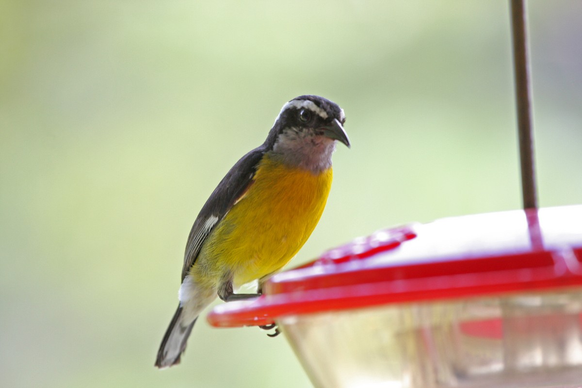 Sucrier à ventre jaune - ML646090179