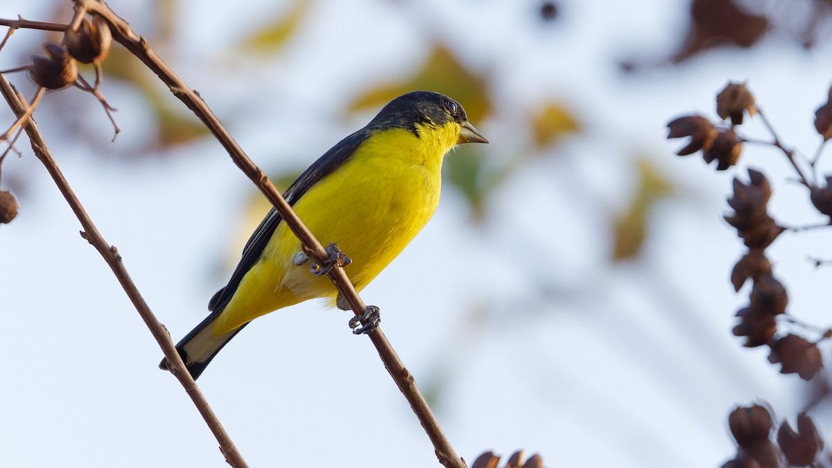 Lesser Goldfinch - ML646090200