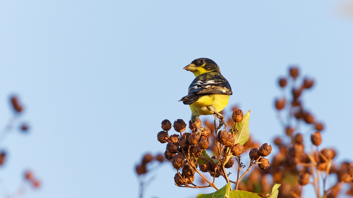 Lesser Goldfinch - ML646090201