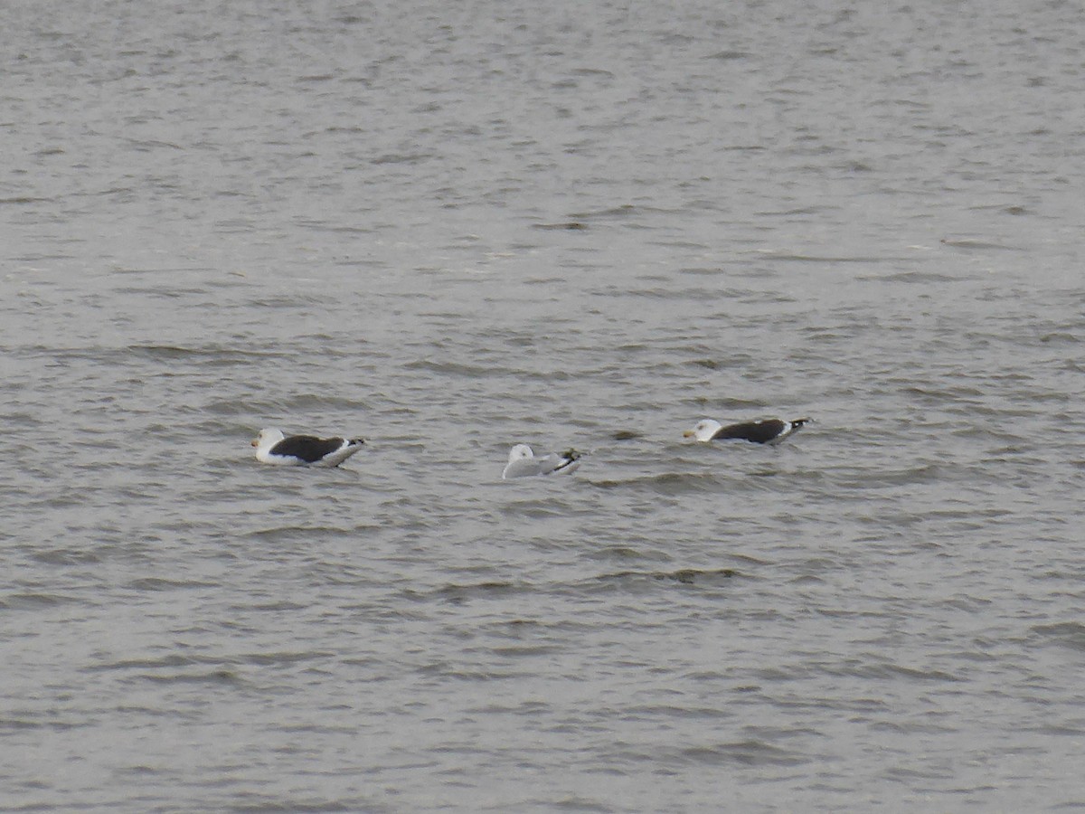 Zafferano - ML646090208