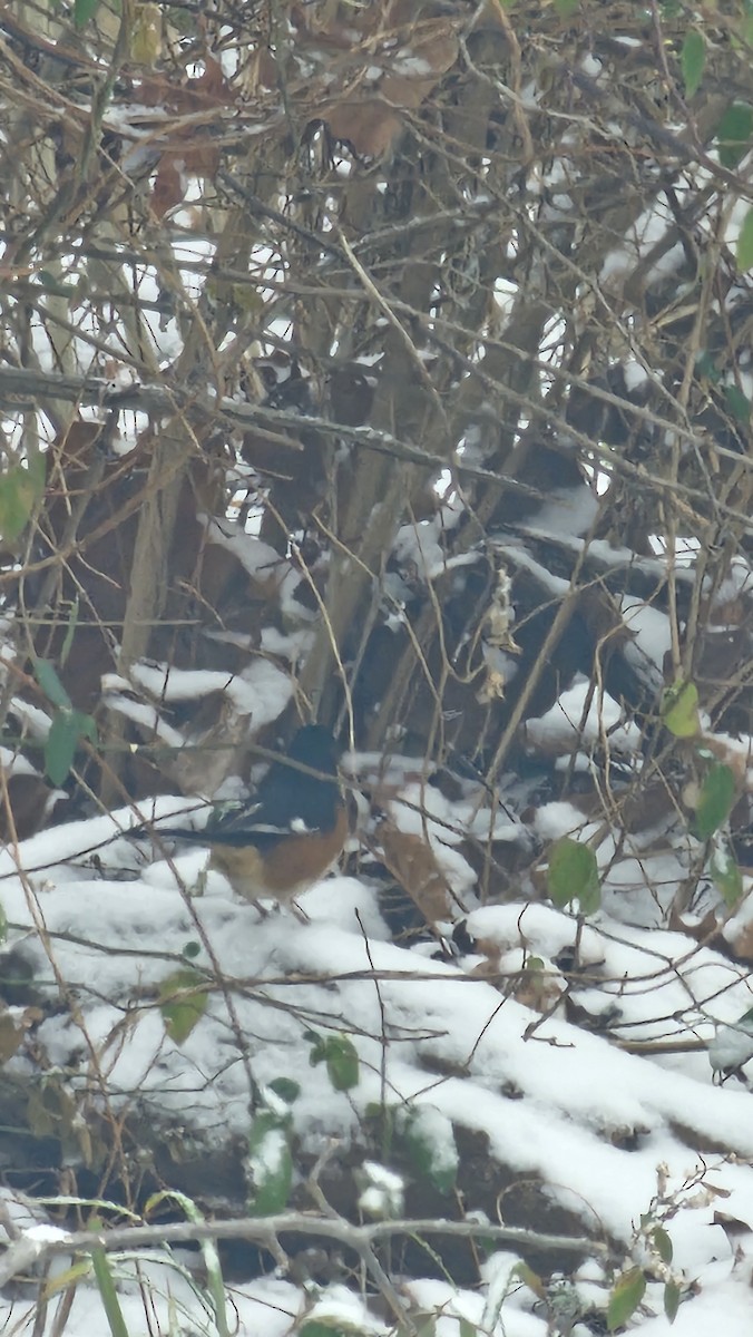 Eastern Towhee - ML646090214
