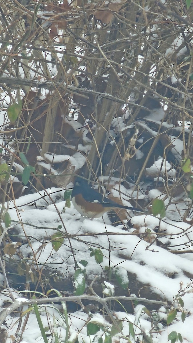 Eastern Towhee - ML646090215