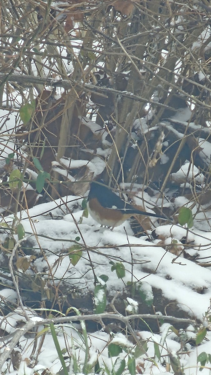 Eastern Towhee - ML646090216