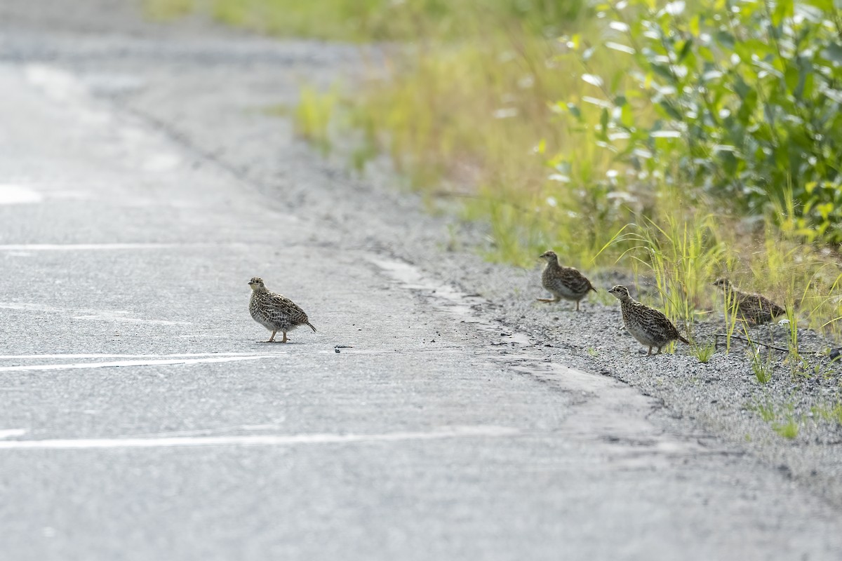 Tannenhuhn - ML646090227