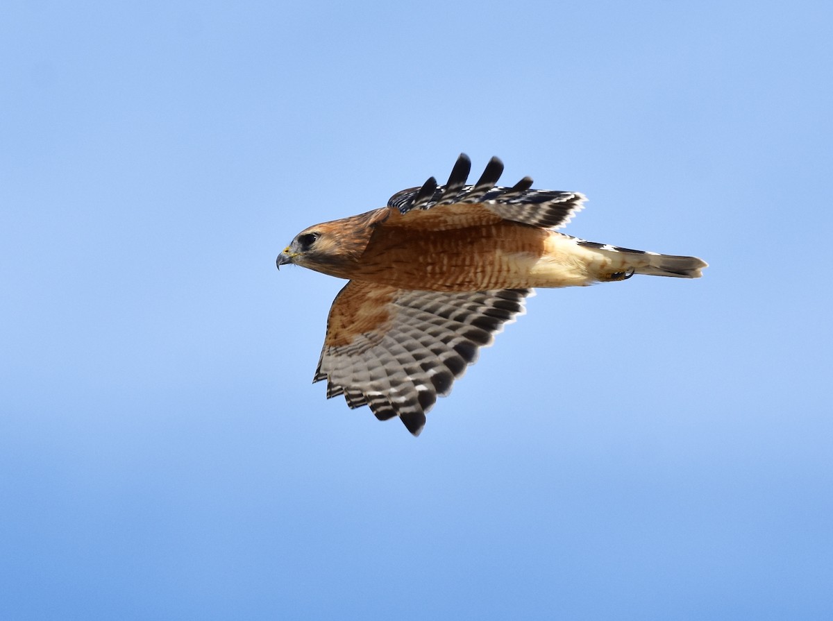 Red-shouldered Hawk - ML646090231