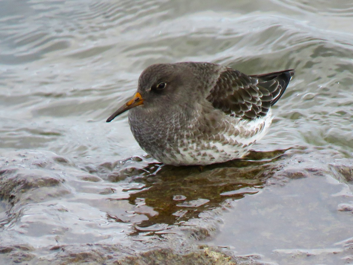 Purple Sandpiper - ML646090234