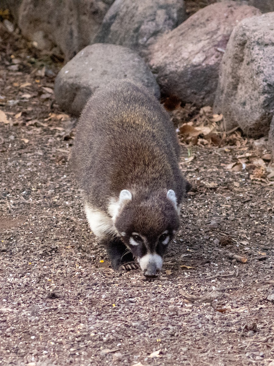 White-nosed Coati - ML646090242