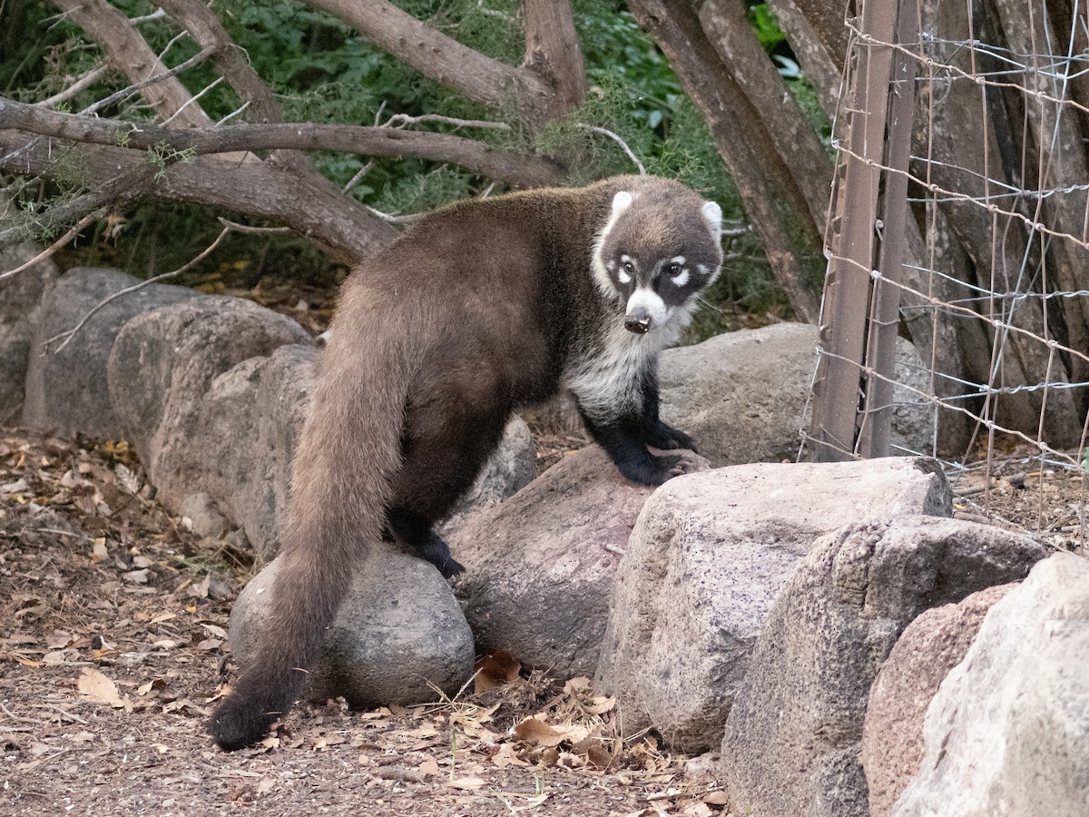 White-nosed Coati - ML646090243