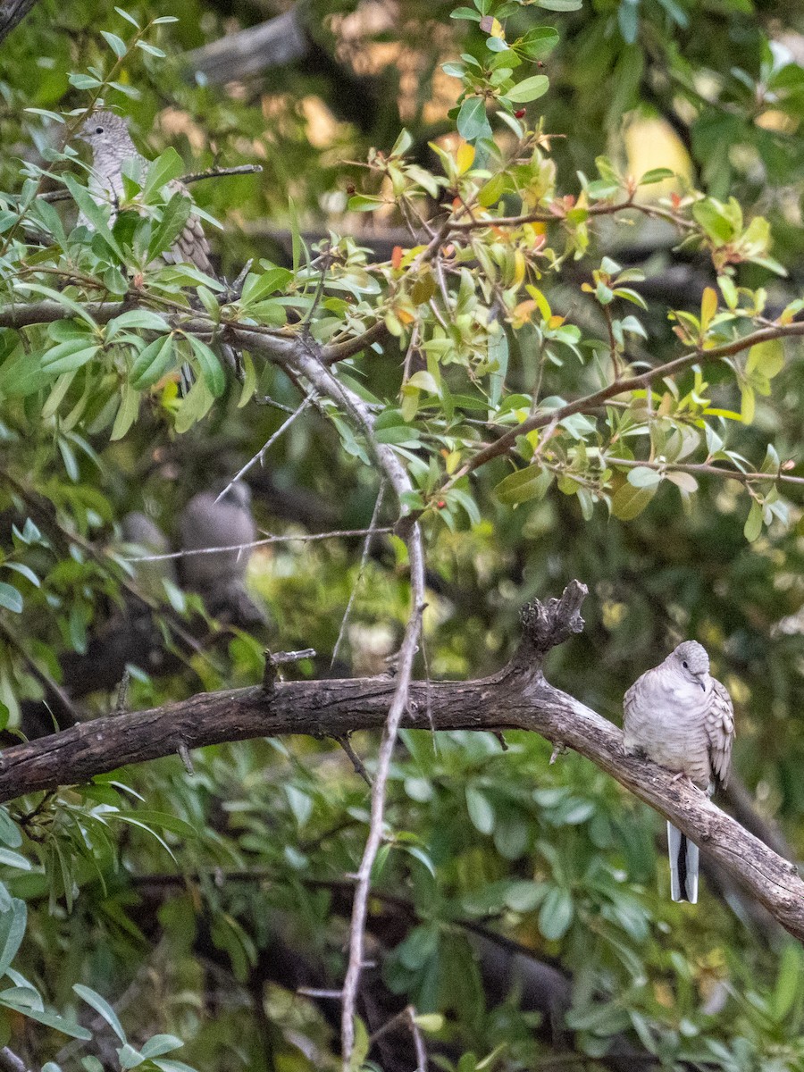 holoubek mexický - ML646090259