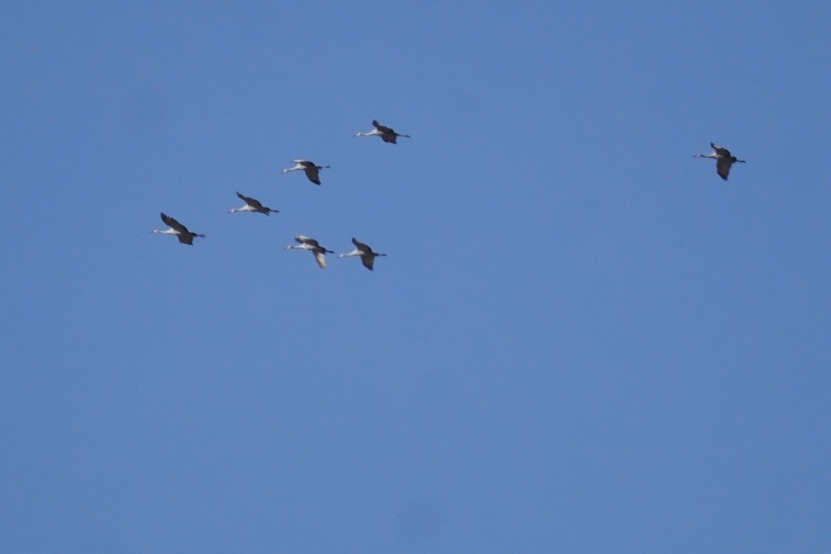 Sandhill Crane - ML646090260