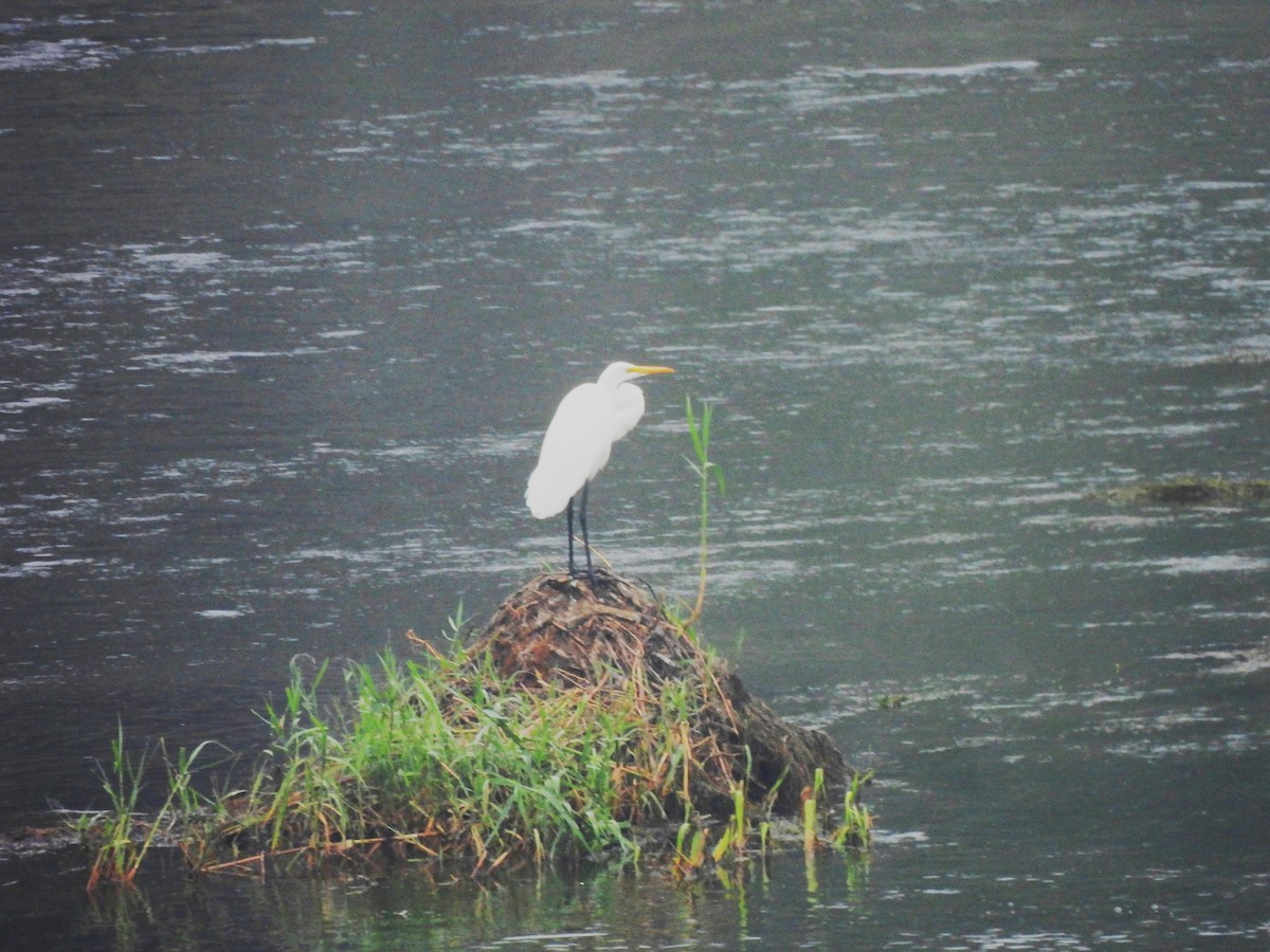 Great Egret - ML646090261