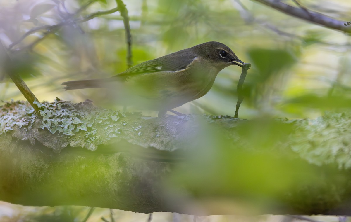 Black-throated Blue Warbler - ML646090262