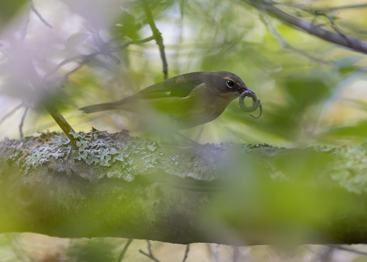 Black-throated Blue Warbler - ML646090263