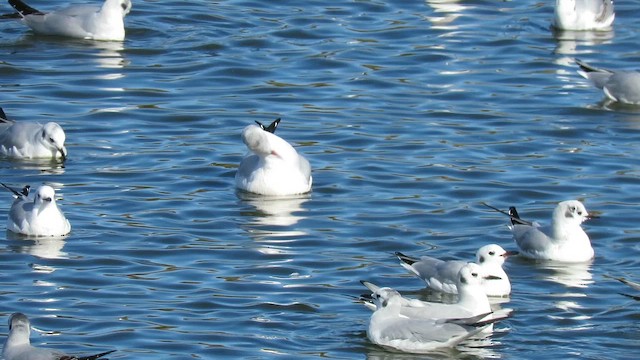 שחף אגמים - ML646090265