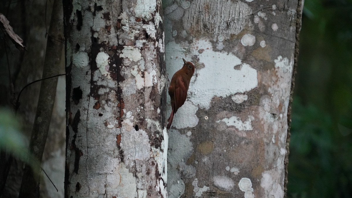 Ruddy Woodcreeper - ML646090266