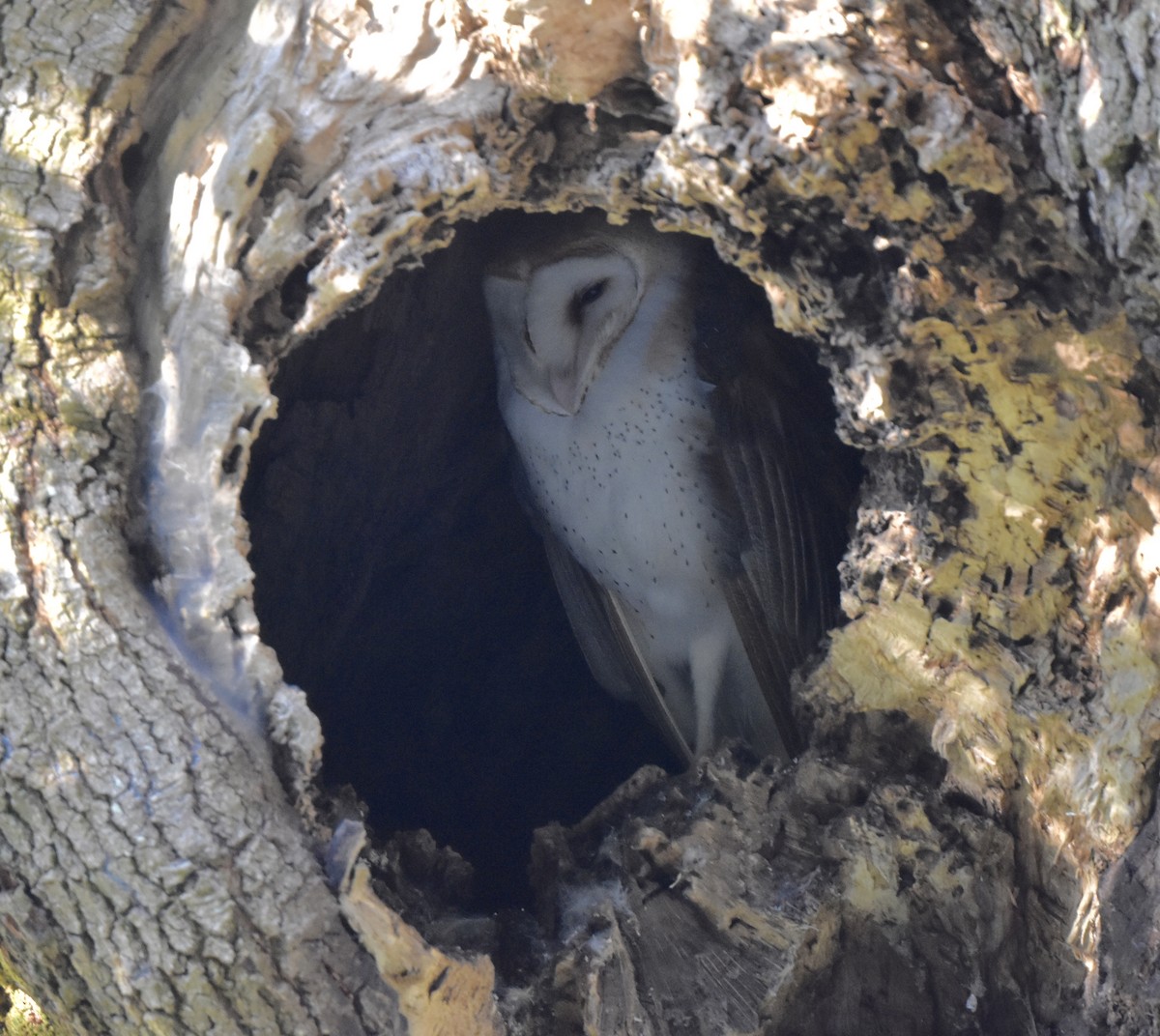 American Barn Owl - ML646090269