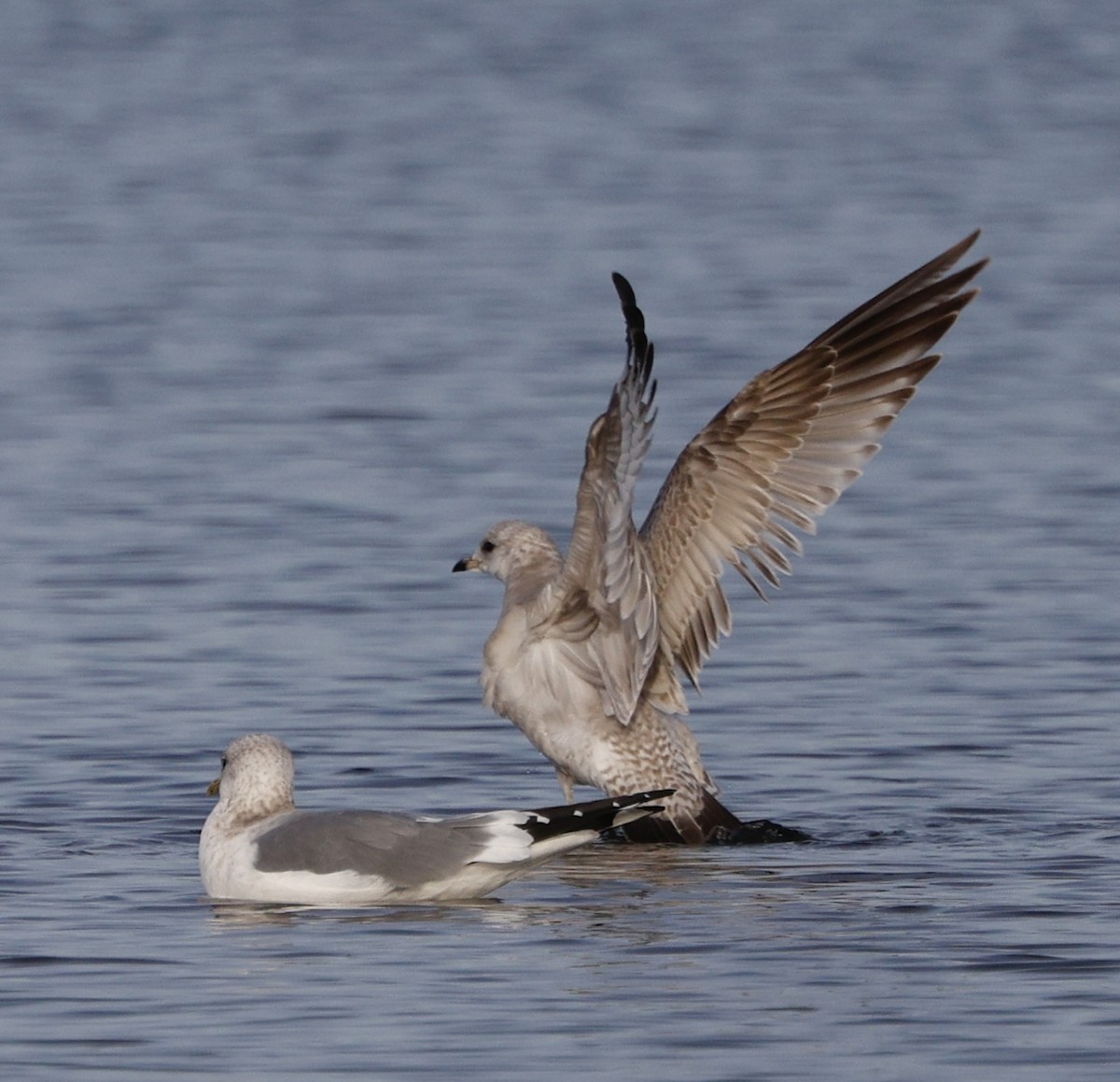 gull sp. - ML646090273