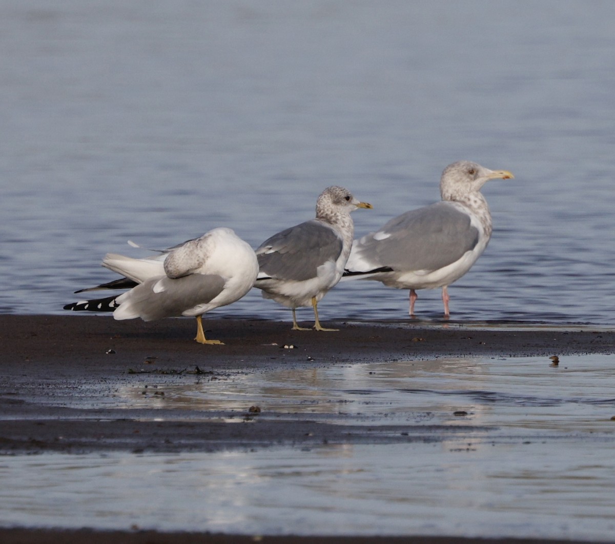 gull sp. - ML646090274