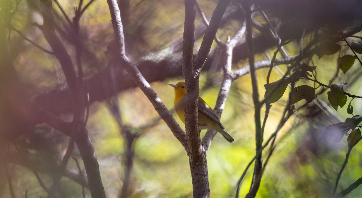 Prothonotary Warbler - ML646090275