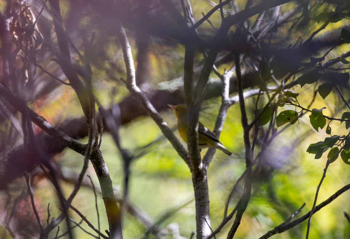 Prothonotary Warbler - ML646090276