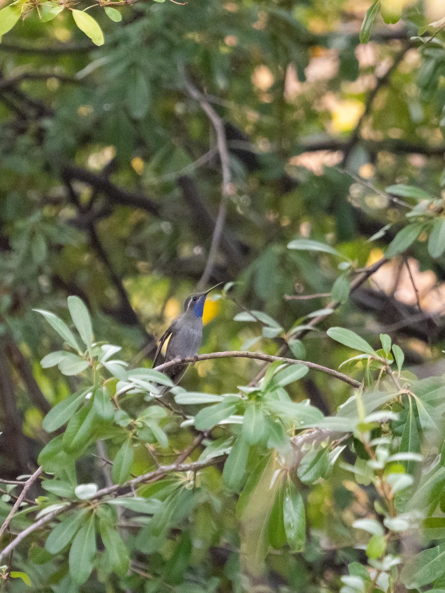 kolibřík blankytohrdlý - ML646090283