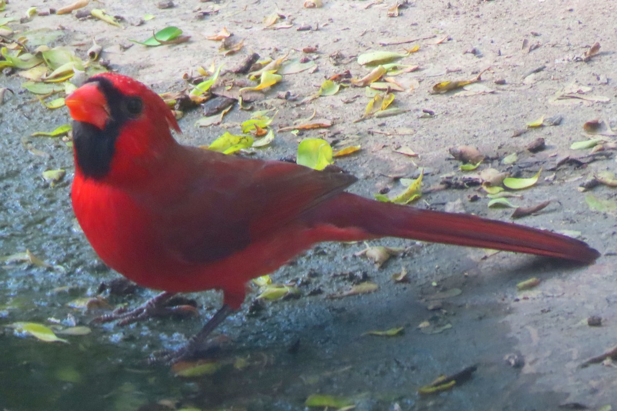 Cardinal rouge - ML646090285