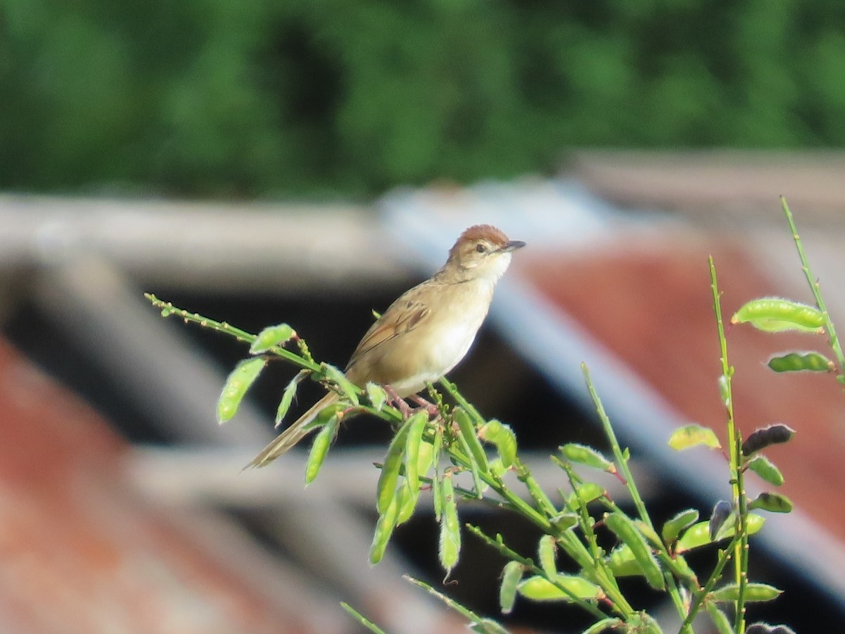 ズアカオオセッカ - ML646090293