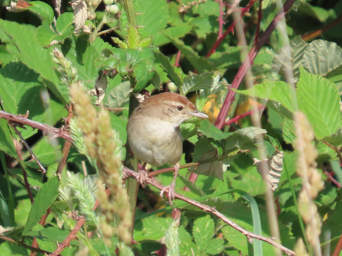 ズアカオオセッカ - ML646090294