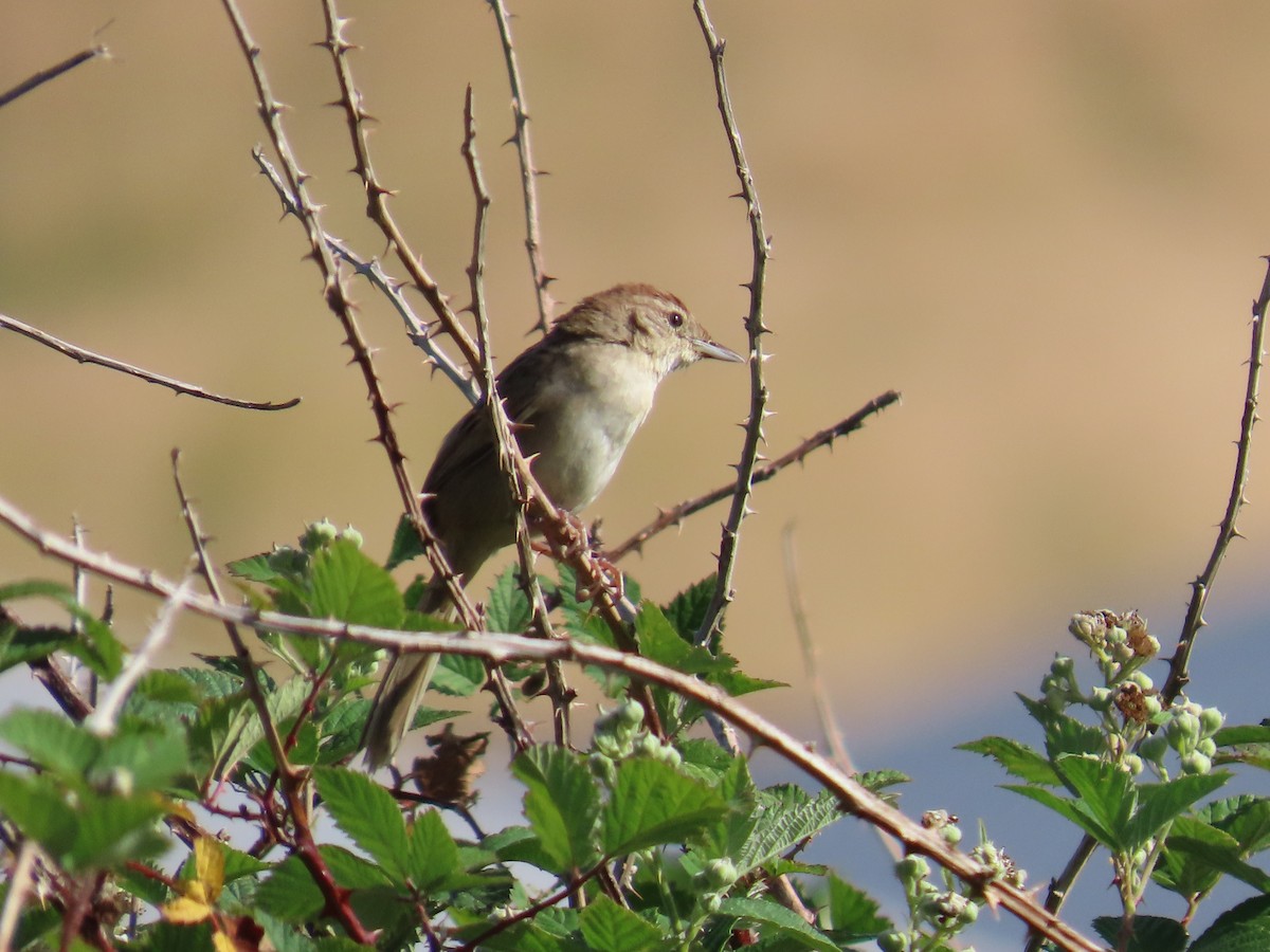 ズアカオオセッカ - ML646090295