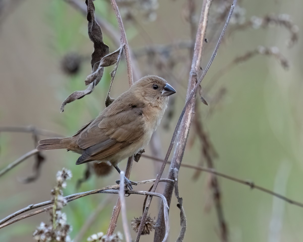 Scaly-breasted Munia - ML646090299