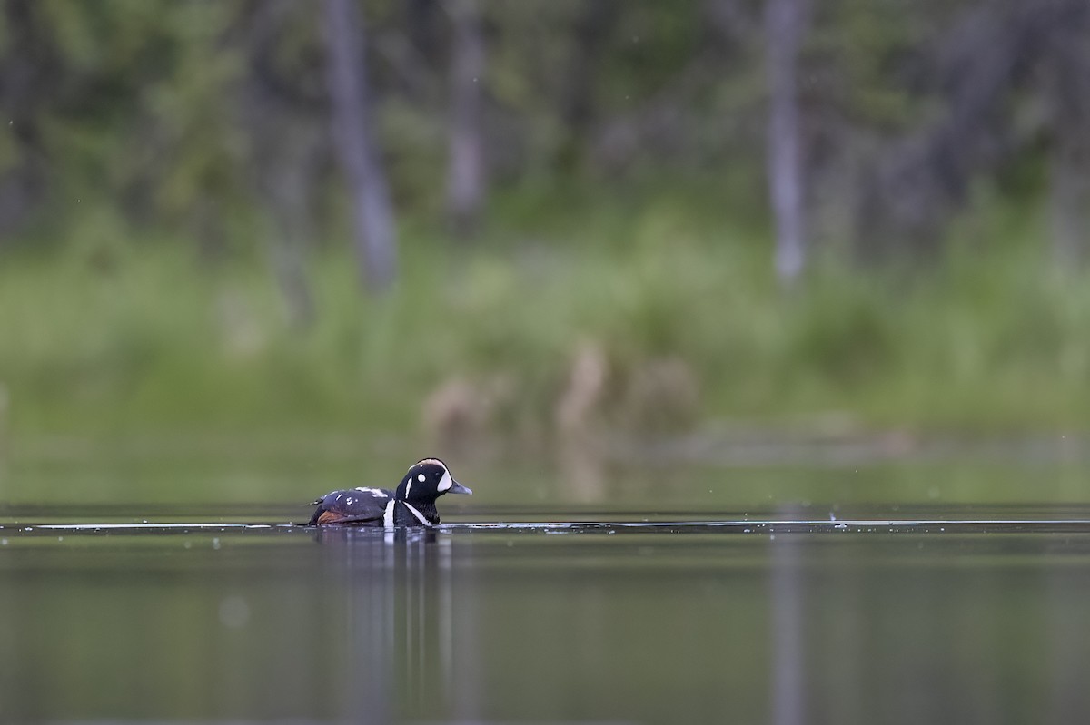 Harlequin Duck - ML646090302
