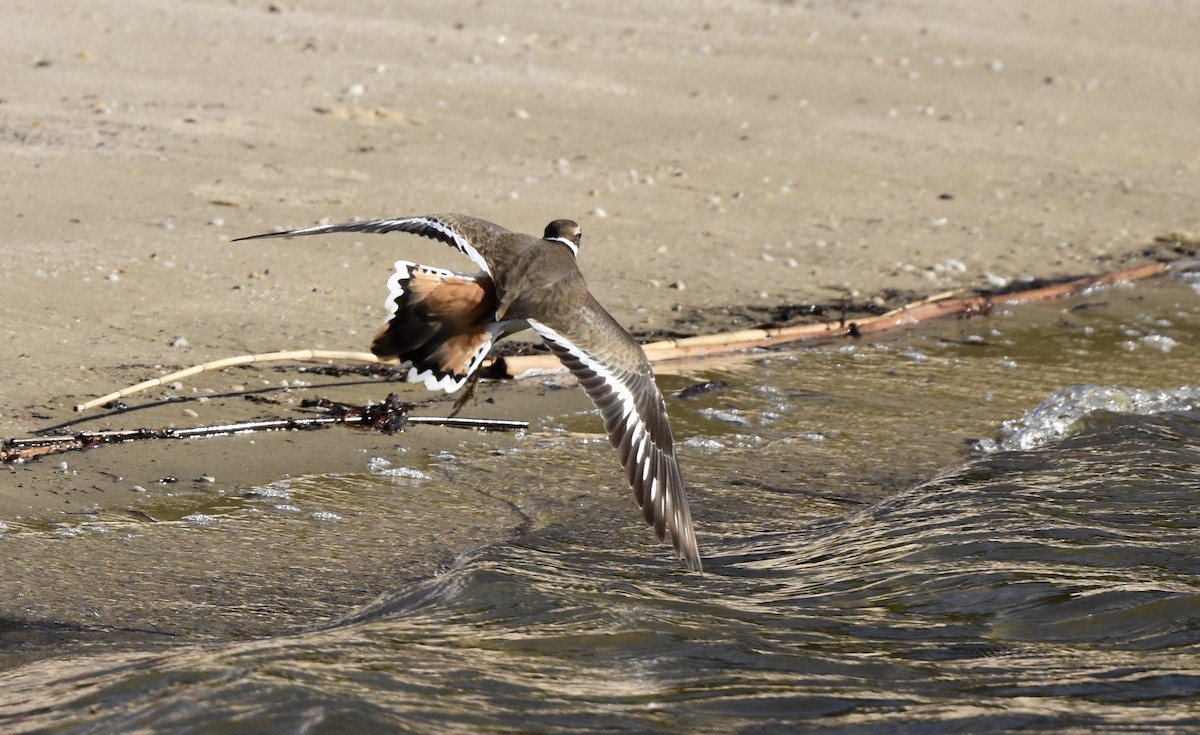 Killdeer - ML646090320