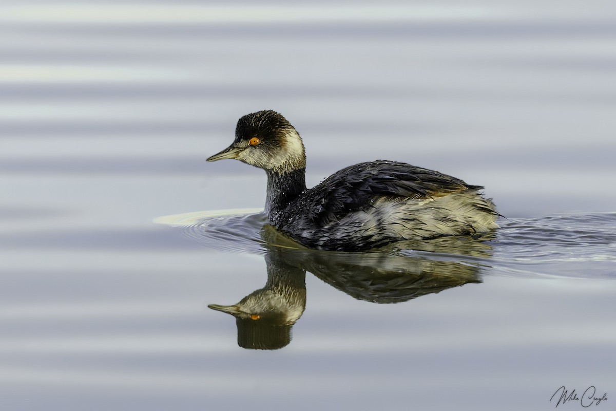 Grèbe à cou noir - ML646090327