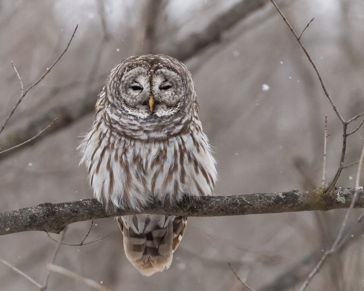 Barred Owl - ML646090329