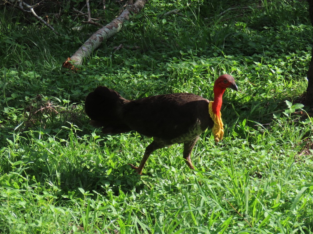 tabon brunátný - ML646090330