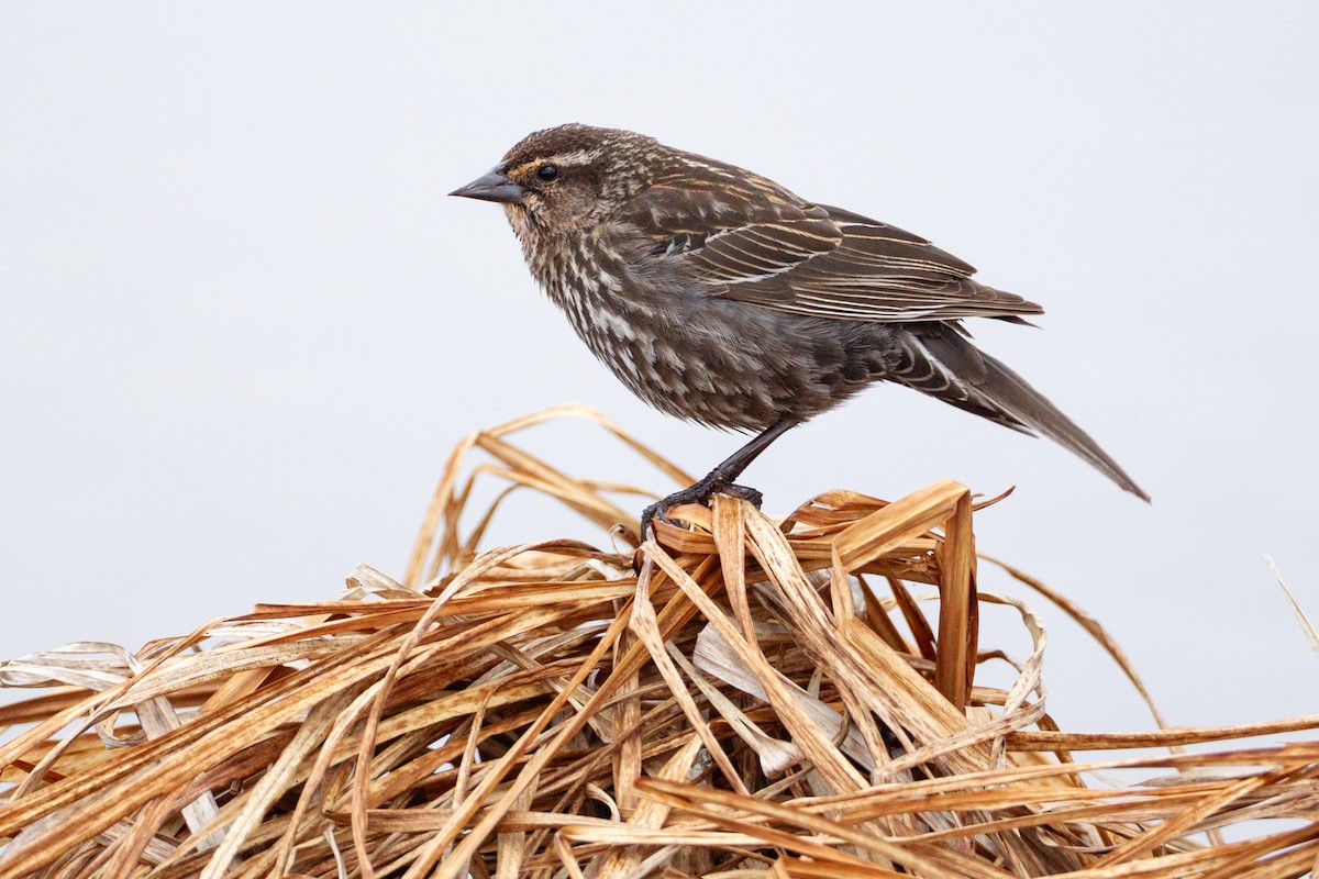 Red-winged Blackbird - ML646090331
