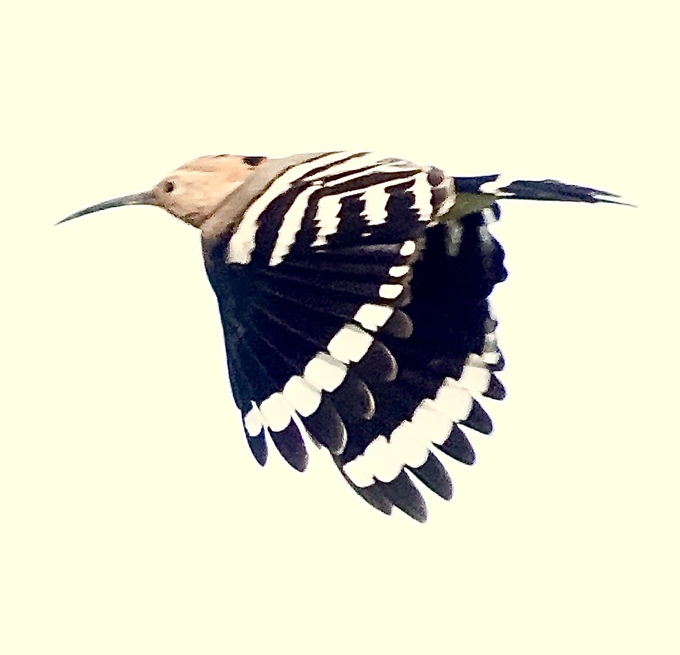 戴勝 - ML646090333