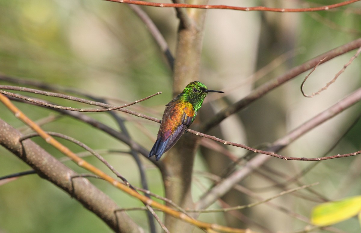 Copper-rumped Hummingbird - ML646090334